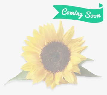 Sunflower With White Background , Png Download - Sunflower With White Background, Transparent Png, Free Download