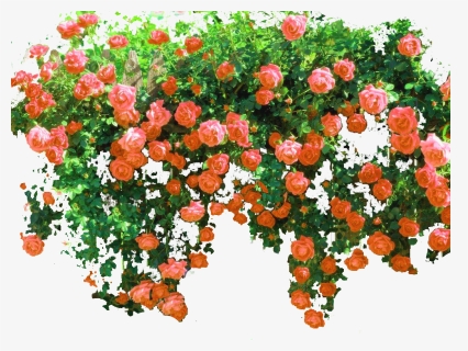 Rosas - Pink Roses In Nature, HD Png Download, Free Download
