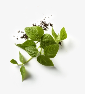 Bean Plant Png - Bean With Leaf Png, Transparent Png, Free Download