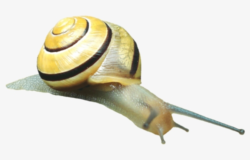 Snail Transparent Png Image Free - Weekdieren Png, Png Download, Free Download
