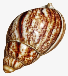 Transparent Snail Png - Transparent Snail Shell Png, Png Download, Free Download