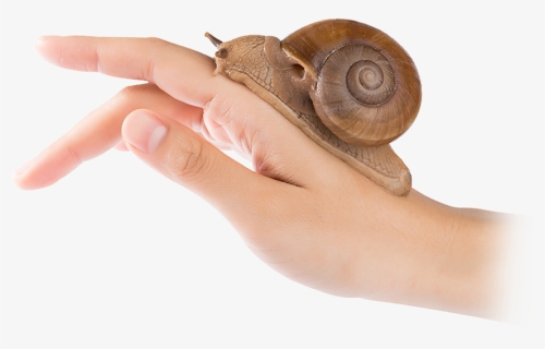 Snail, HD Png Download, Free Download
