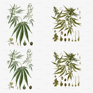 Bag Of Weed - Marijuana Botanical Print, HD Png Download, Free Download