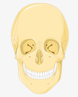 Skulls 1 Smart Servier - Skull, HD Png Download, Free Download