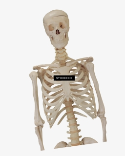 Skull Skeleton Skulls - Skeleton Body Png, Transparent Png, Free Download
