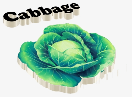 Cabbage Png Images, Transparent Png, Free Download