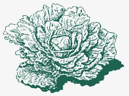 Dutch Cabbage Clip Arts - Cabbage Draw Png, Transparent Png, Free Download