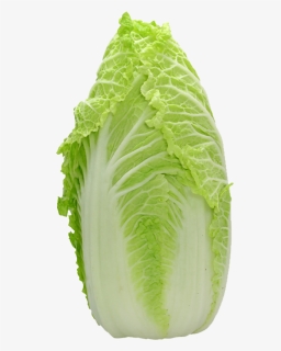 Napa Cabbage Png - Vegetable, Transparent Png, Free Download