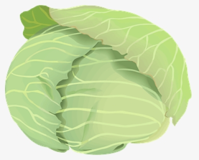 Cabbage Vegetable Clipart - 野菜 キャベツ イラスト 無料, HD Png Download, Free Download