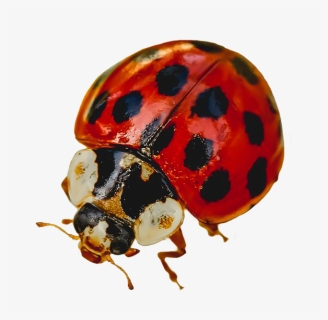 Picture Of Ladybug - Ladybug, HD Png Download, Free Download