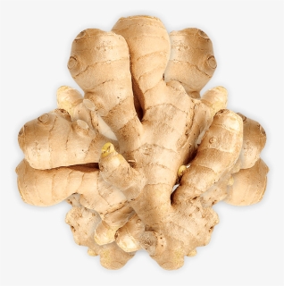 Ginger, HD Png Download, Free Download