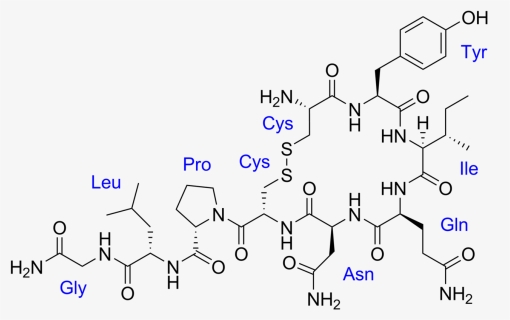 Hormone Oxytocin, HD Png Download, Free Download