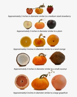 Pumpkins Png, Transparent Png, Free Download