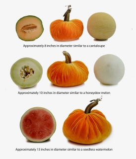 Pumpkins Png, Transparent Png, Free Download