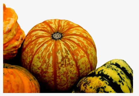 Pumpkins Gourds And Squash Png, Transparent Png, Free Download