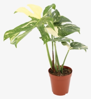 Thai Constellation Monstera Growth, HD Png Download, Free Download