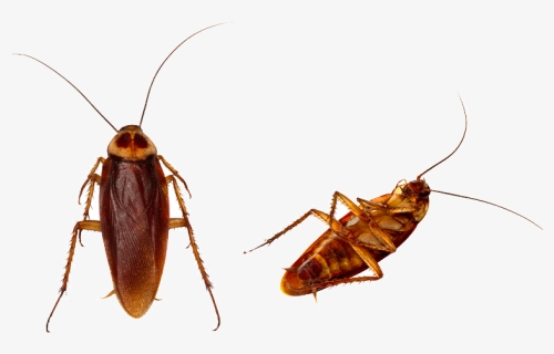 Clip Art Centipedes Images Gallery - Cockroach, HD Png Download, Free Download