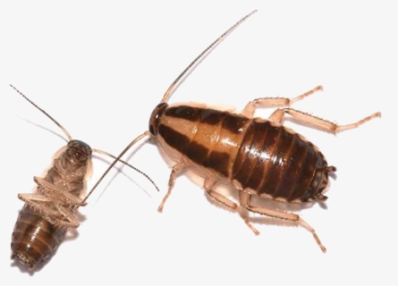 Nymph German Cockroach - New Jersey Cockroach, HD Png Download, Free Download