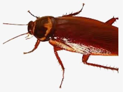 Cockroach Png Transparent Images - Insects Cockroach, Png Download, Free Download