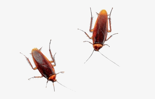 American Cockroach Png Image - Cockroach, Transparent Png, Free Download