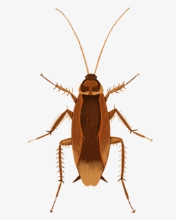 American-cockroach - Longhorn Beetle, HD Png Download, Free Download