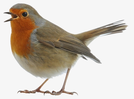 Robin Png Image File - European Robin, Transparent Png, Free Download