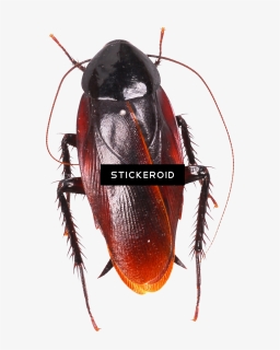 Cockroach Moving Animation , Png Download - Cockroach, Transparent Png, Free Download