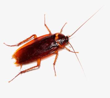To Learn More About Cockroach Pest Control And How - Cockroach, HD Png Download, Free Download