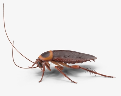 Cockroach - H04 - 2k - Longhorn Beetle, HD Png Download, Free Download