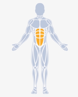 Abs - Muscle Groups In Core, HD Png Download, Free Download