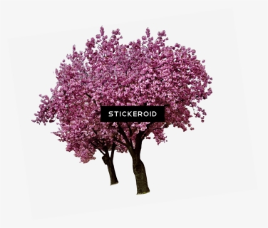 Transparent Arbre Png - Cherry Blossom Tree Png, Png Download, Free Download