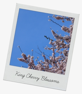 Cherry Blossom Tree - Cherry Blossom, HD Png Download, Free Download