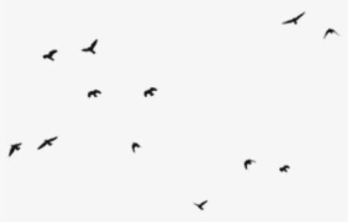 Birds Flying Transparent Background, HD Png Download, Free Download
