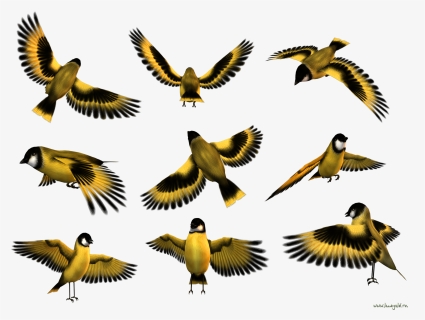 Flying Part Birds Pinterest - Weaver Bird Png, Transparent Png, Free Download