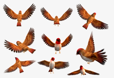 Flock Of Birds - 飞翔 的 小 鸟 图片, HD Png Download, Free Download