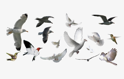 Dove Of Peace, HD Png Download, Free Download