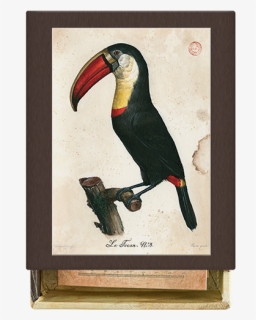 Toucan, HD Png Download, Free Download