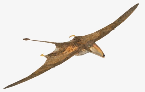 Pterosaurs Png Picture - Walking With Dinosaurs Peteinosaurus, Transparent Png, Free Download