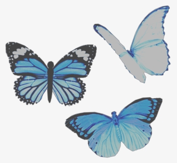 #png #aesthetic #moodboard #niche #moodboardfiller - Butterfly Aesthetic Transparent, Png Download, Free Download