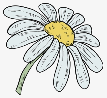 Daisy Clipart - Oxeye Daisy, HD Png Download, Free Download