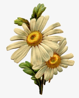 Vintage Daisies Clip Art, HD Png Download, Free Download