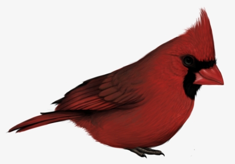 Cardinal Png With No Background - Cardinal Bird No Background, Transparent Png, Free Download