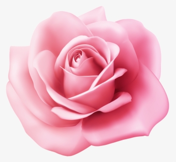 Transparent Pink Roses Png - Rose Clipart Pink Png, Png Download, Free Download