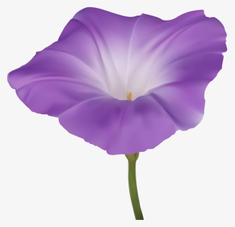 Purple Morning Glory Flower Png Clip Art Image, Transparent Png, Free Download