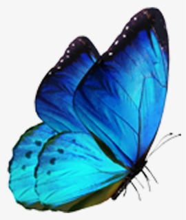 Butterfly Morpho Menelaus Blue - Blue Neon Butterfly Png, Transparent Png, Free Download