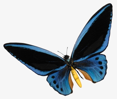 Blue Birdwing Butterfly Cut-out - Polyommatus, HD Png Download, Free Download