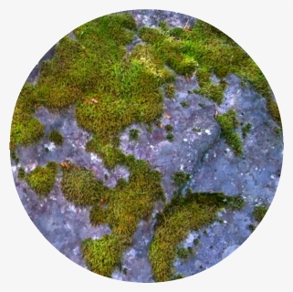 Moss , Png Download - Moss, Transparent Png, Free Download