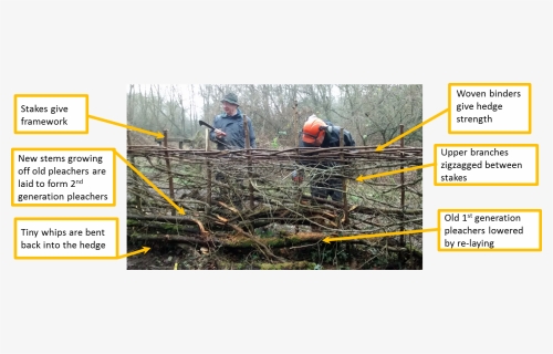 How We Lay A Hedge - Hedge Laying Before And After, HD Png Download, Free Download