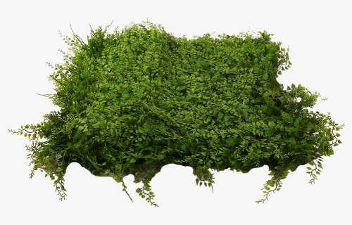 Moss, HD Png Download, Free Download