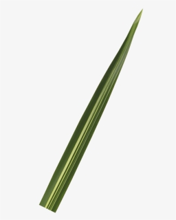Variegated Flax Leaf - Welsh Onion, HD Png Download, Free Download